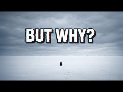 The Mystery of Viral Penguin Video