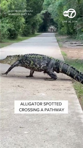 Alligator crosses pathway in South Carolina