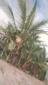 pemandangan depan rumah ku