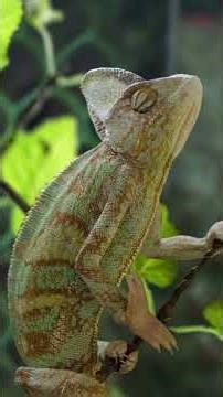How Chameleons REALLY change color! #science
