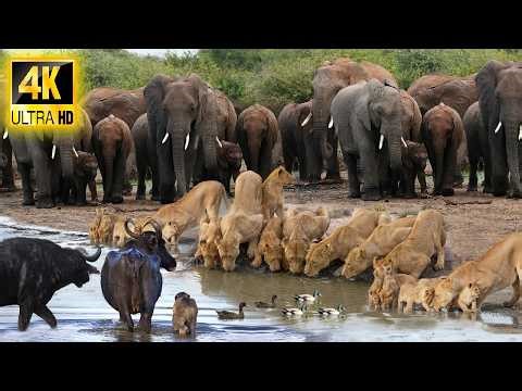 4K African Animals: Discovery Wildlife of Hwange National Park - with Real Sounds & African Music