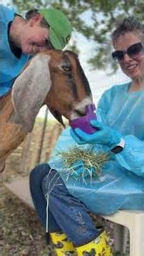 This Rescue Goat Was Isolated Until They Found Others Like Her | The Dodo