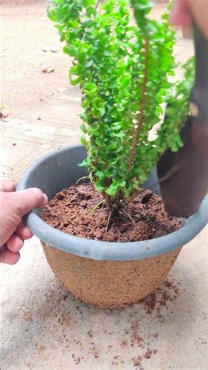 Fern Emina Plant Care Guide | How to Grow a Healthy Curly Fern
