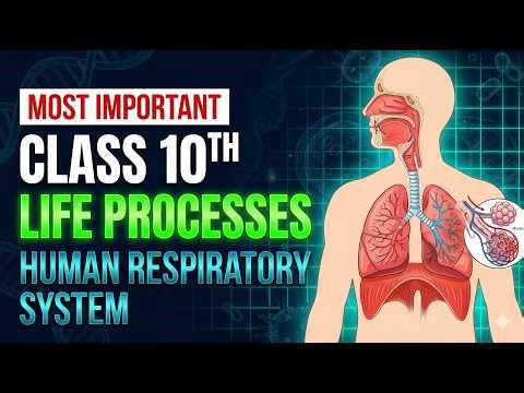 Respiratory System Class 10 | Life Processes | Biology Concept #class10science #ncert #lifeprocesses