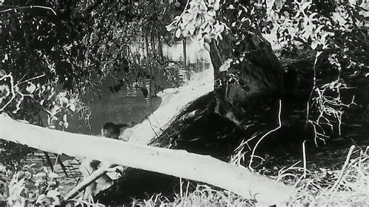 Cronica de un Niño Solo (1965)_HD