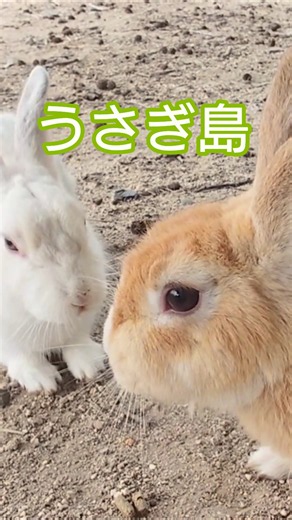 大久野島 Rabbit Island #shorts #うさぎ島