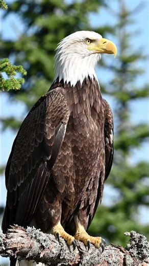Sitka, the Bald Eagle, starts the week with a powerful #wildlife #BaldEagle #DidYouKnow #MondayMood