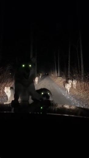 Wolves Ambush Car on Remote Road January 15, 2024 Ely, Minnesota — A routine drive down a remote logging road turned into a terrifying ordeal late Monday night when a driver found their vehicle surrounded and attacked by a large, aggressive wolf pack. The viral footage, shot from inside the vehicle, begins with an eerie scene as dozens of pairs of glowing eyes materialize in the darkness along the forest edge. As the car proceeds slowly, multiple wolves step into the headlights' beam before two 