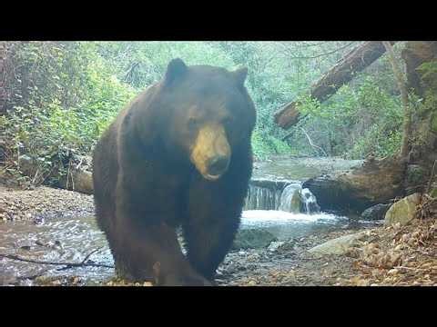 Trail Camera Reveals Hidden Wildlife Along Forest Creek - 1867491