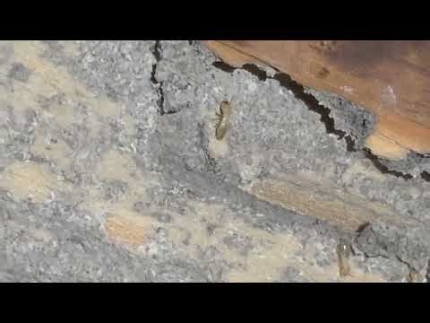 Termites found breaking open flooring of a home in Chesapeake, Va