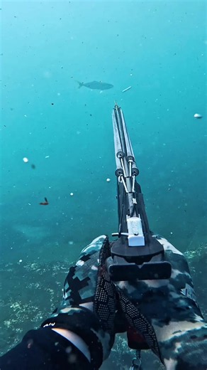 Surely the series is over now? #freewillyfishing #sydneykingfish #spearfishing #sydneyspearfishing #kingish