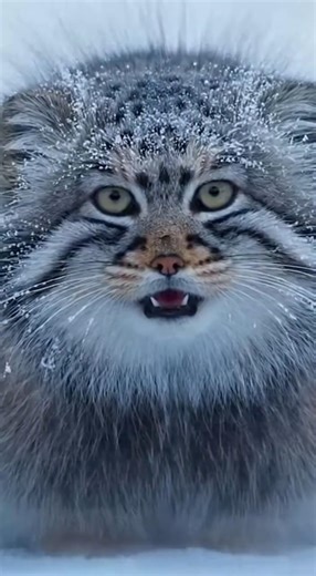 Everyone Expected Something Huge to Come Out of the Snow They Were Wrong