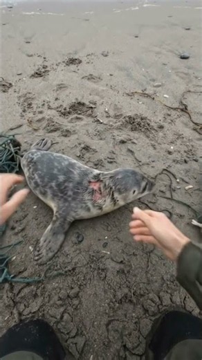 RESCUING A BABY SEAL TANGLED IN NETS! 💔🦭