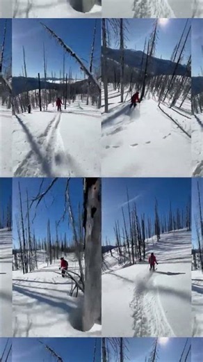 Endless laps through the trees