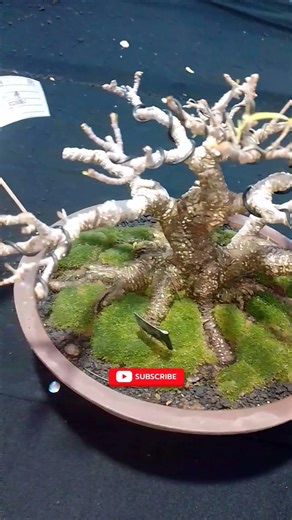 FICUS KIMENG #shorts #bonsai #kimeng #ficus