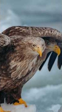 Stellar Sea Eagle Hokkaido #documentary #musicbed #nature #stellarseaeagle