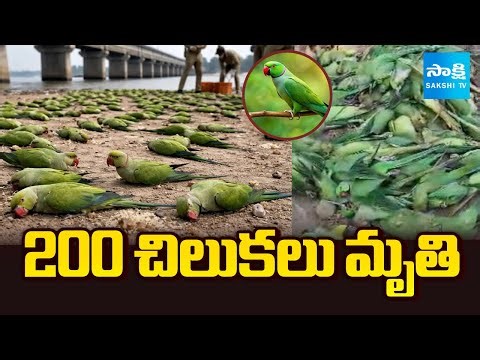 200 Parrots Lose Their Lives In Madhya Pradesh | Parrots Food Poisoning | @SakshiTV