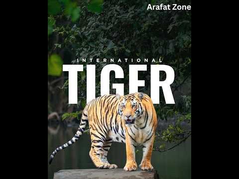 Tiger, Leopard & White Tiger 4K Ultra HD 🐅 | Amazing Wildlife Animals | Relaxing Nature Video