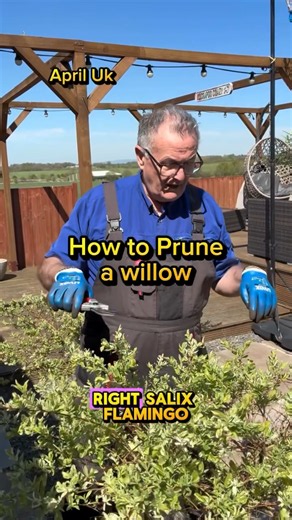 How to prune a willow (Salic flamingo)