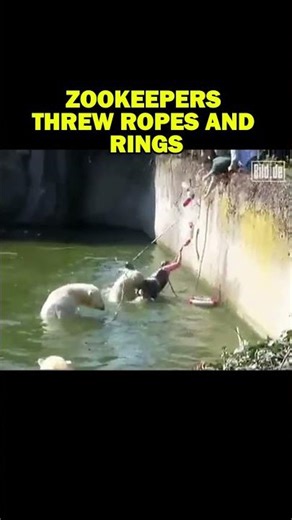 Woman Jumps Into Polar Bear Enclosure at Berlin Zoo