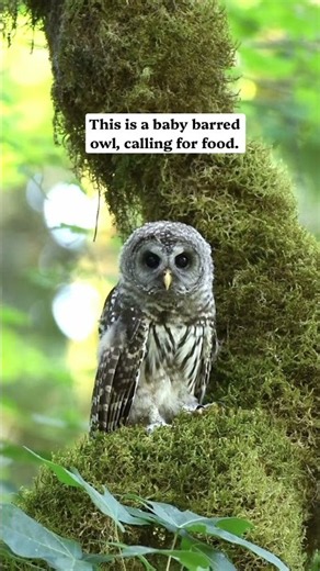 Baby barred owl calling for food.