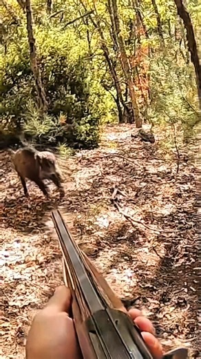 Epic Wild Boar Hunting 🎯🐗 | Perfect Shot & Intense Action#challenge#chase#wildlife#hunting 🎯