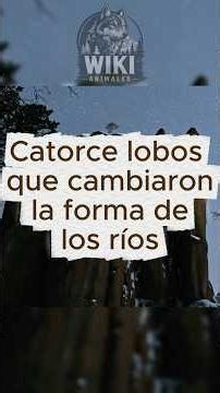 14 lobos cambiaron la dirección de los ríos en Yellowstone