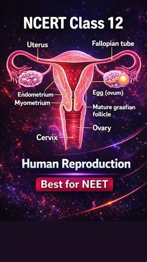 Human Reproduction 8 😱 | NCERT Class 12 | NEET 2026 #Quick Revision Shorts #biology #neetmcqs