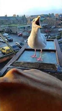 I Went To The Fishmonger For My Pet Seagull!