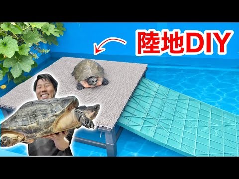 全長80cmの巨大亀が日光浴をする為の陸地を自作します