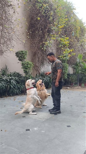 golden Retriever vs labrador retriever puppy Training 😘 #pets #dog #goldenretreiver #labrador #short
