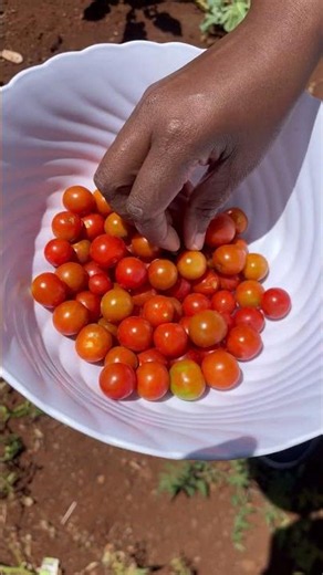 Picking Cherry Tomatoes Like a Pro!