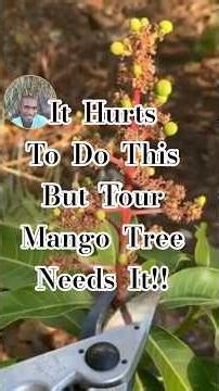 If Your Mango Tree Looks Like This… Do THIS Immediately”