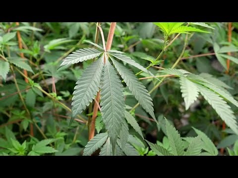 Trump move to loosen law on cannabis is 'huge shift' for US: experts