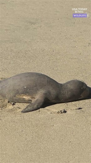 Adorable young elephant seal rescued off California coast. See her release.