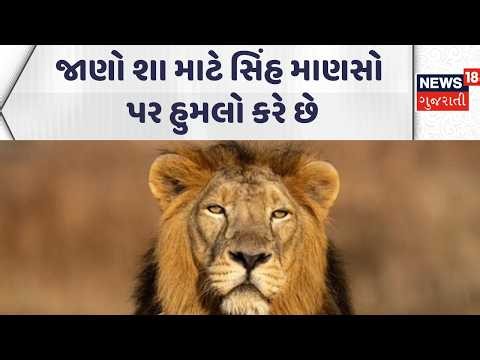 Gujarat Forest Department |જાણો શા માટે સિંહ માણસો પર હુમલો કરે છે | Lion | Wild Life News | News18