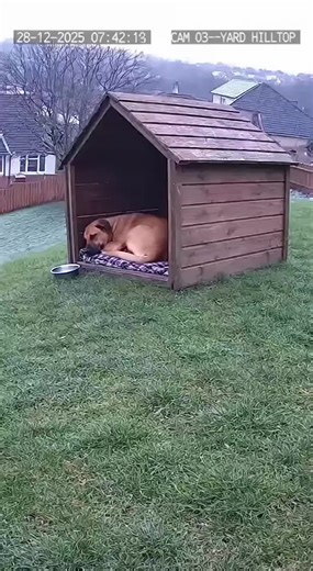 Goose Surprises Sleeping Dog by Pushing Kennel