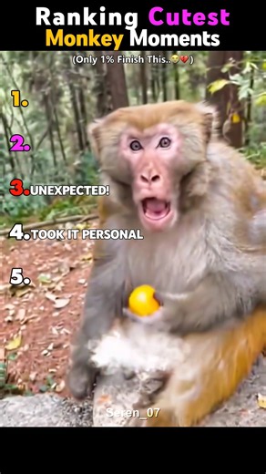 Ranking The CUTEST Monkey Moments! 🥹🐒