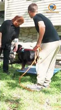 Training Impulse Control Can Change Your Dog's Behavior FAST #dogtraining #dogtrainer #dogcoach