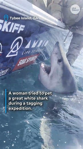 Woman reaches out to pet great white shark, gets a wild reaction. See the video.