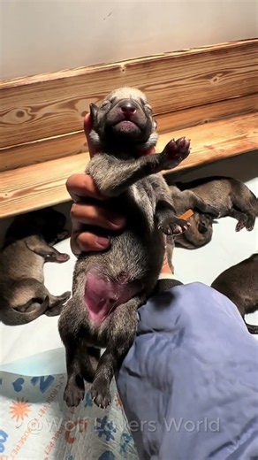 These Adorable Wolf Pups Will Melt Your Heart! #wolf #wolfpack #greywolf #wolfdog #shorts