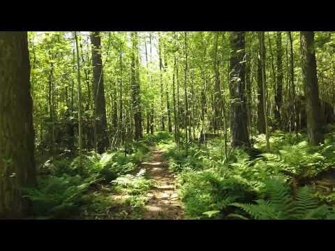 What is the scope of a software engineer compared to a project manager?