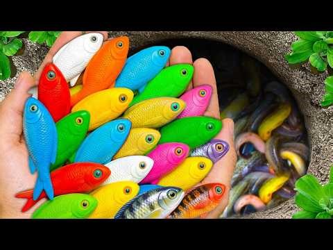 Catch beautiful aquarium fish in small pond baby turtles, eels, pencil fish, molly fish, guppies blu