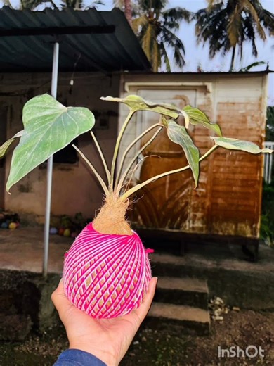 Turning plants into living art 🌿✨ Kokedama - the japanese moss ball technique.