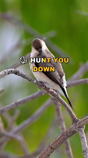 Why Hummingbirds Attack You THIS Month