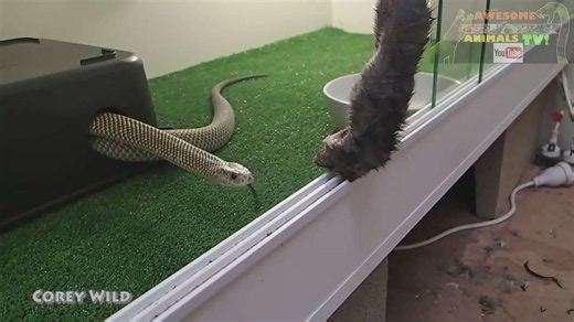 Witnessing dangerous cobra handling in the wild
