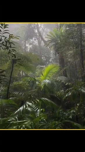 How danger is Amazon jungle 😨