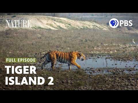 Tiger Island: Part Two | Full Documentary | PBS Nature