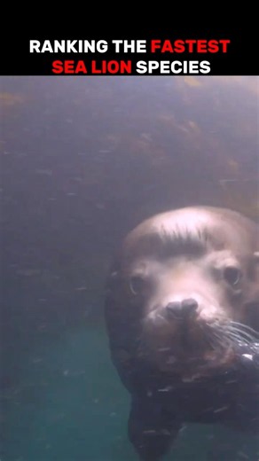 These Sea Lions Move Like Missiles