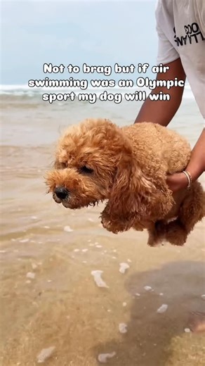 Oliver & Winky | Cavoodles | Cavapoo on Instagram: "Who else has a dog who air paddles? Ollie is anxious around waves so his instinct kicks in eve when there’s no need to swim. It’s the way his little. Ack paws move as well. I wish someone who teaches swimming can comment on his form 🥹"